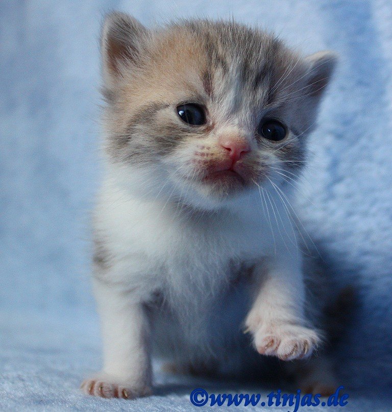 BKH Kitten Blue golden tabby spotted-white